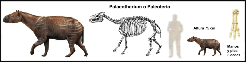 https://imagenes.arrecaballo.es/wp-content/uploads/2014/03/palaeotherium-o-paleoterio-1024x261.png 1024w, https://imagenes.arrecaballo.es/wp-content/uploads/2014/03/palaeotherium-o-paleoterio-300x77.png 300w, https://imagenes.arrecaballo.es/wp-content/uploads/2014/03/palaeotherium-o-paleoterio-768x196.png 768w, https://imagenes.arrecaballo.es/wp-content/uploads/2014/03/palaeotherium-o-paleoterio-1536x392.png 1536w, https://imagenes.arrecaballo.es/wp-content/uploads/2014/03/palaeotherium-o-paleoterio-100x26.png 100w, https://imagenes.arrecaballo.es/wp-content/uploads/2014/03/palaeotherium-o-paleoterio.png 1873w